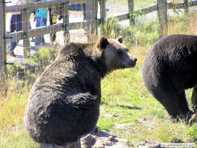 bears4