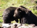 bears3